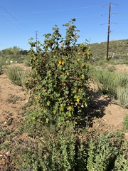 Fremontodendron mexicanum