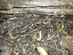 Pseudohelice subquadrata