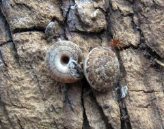 Microxeromagna lowei