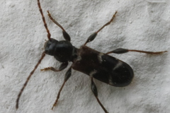 Phymatodes alni