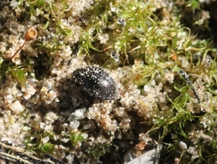 Simplocaria semistriata