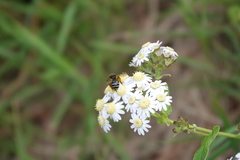 Andrena vulcana