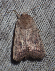 Hoplodrina blanda