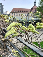 Magnoliopsida