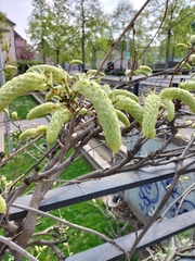Magnoliopsida
