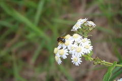 Andrena vulcana