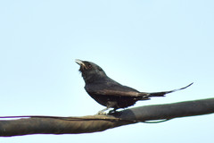 Dicrurus macrocercus