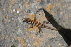 Gallotia caesaris gomerae