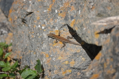 Gallotia caesaris gomerae