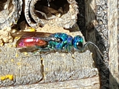 Chrysis terminata