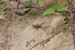 Gallotia caesaris gomerae