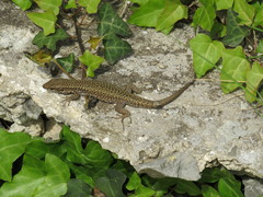 Podarcis muralis