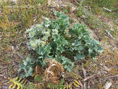 Eryngium maritimum
