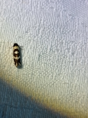 Lepidoscia dicranota