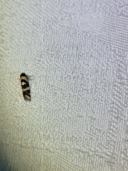 Lepidoscia dicranota