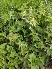 Lamium album