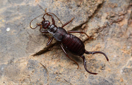 Liparura chongqingensis
