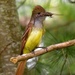 Great Crested Flycatcher - Photo (c) Mark Conboy, some rights reserved (CC BY-NC)