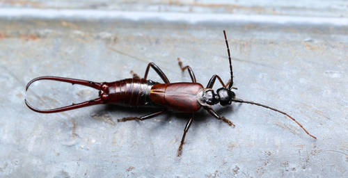 Timomenus komarowi
