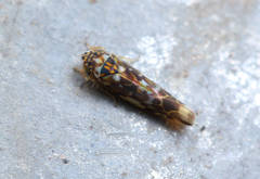 Tautoneura