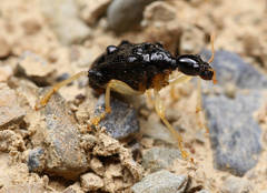 Phymatapoderus