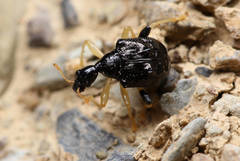 Phymatapoderus