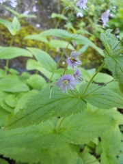 Veronica urticifolia