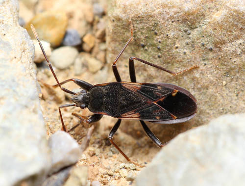 Eremocoris sichuanicus