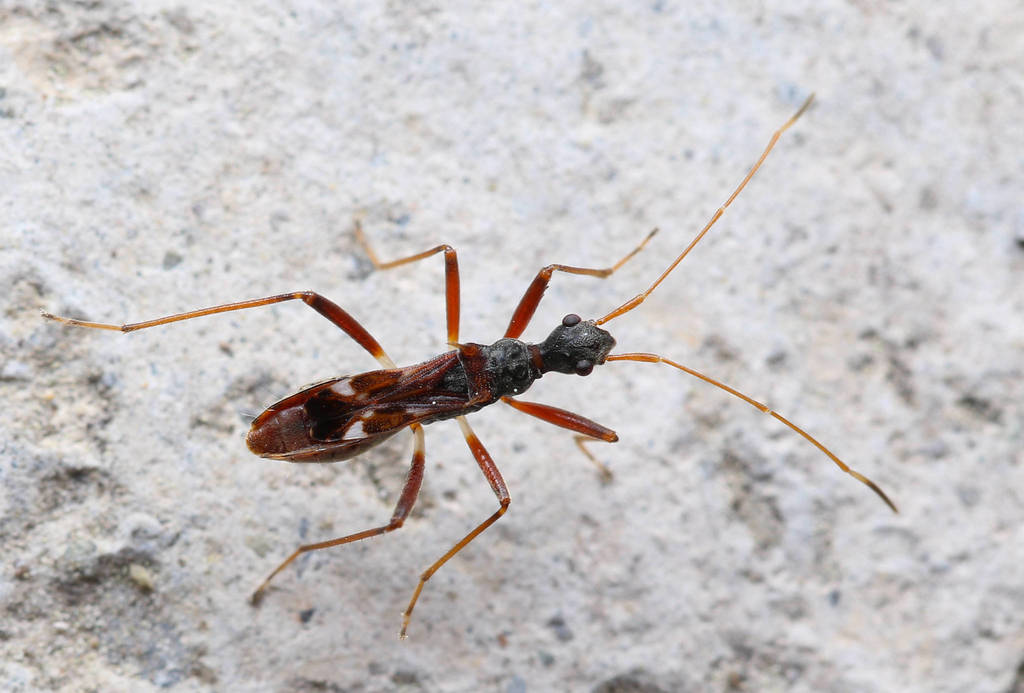 Paraporta