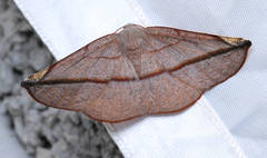 Pseudomiza obliquaria