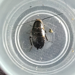 Loboptera canariensis