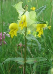 Rhinanthus glacialis