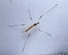 Cheilotrichia