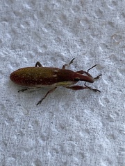 Lixus vilis