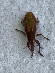 Lixus vilis