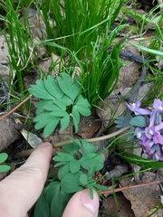 Corydalis solida