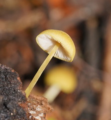 Pluteus hubregtseorum