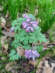Corydalis solida