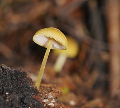Pluteus hubregtseorum