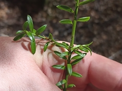 Snow Podocarp (Podocarpus nivalis)
