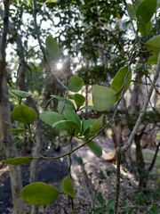 Vincetoxicum carnosum