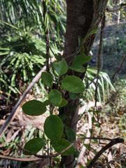 Vincetoxicum carnosum