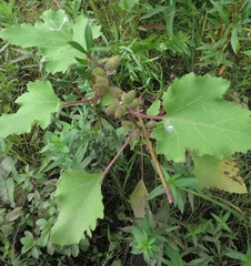 Xanthium orientale riparium