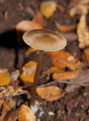Entoloma aromaticum