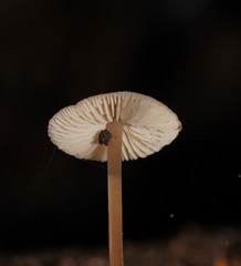 Entoloma aromaticum