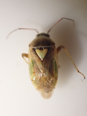 Lygus gemellatus