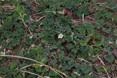 Fragaria hayatae