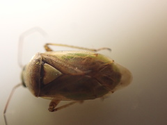 Lygus gemellatus