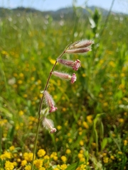 Silene