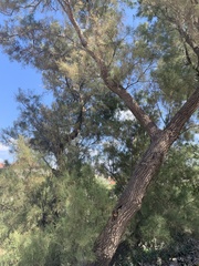 Tamarix aphylla